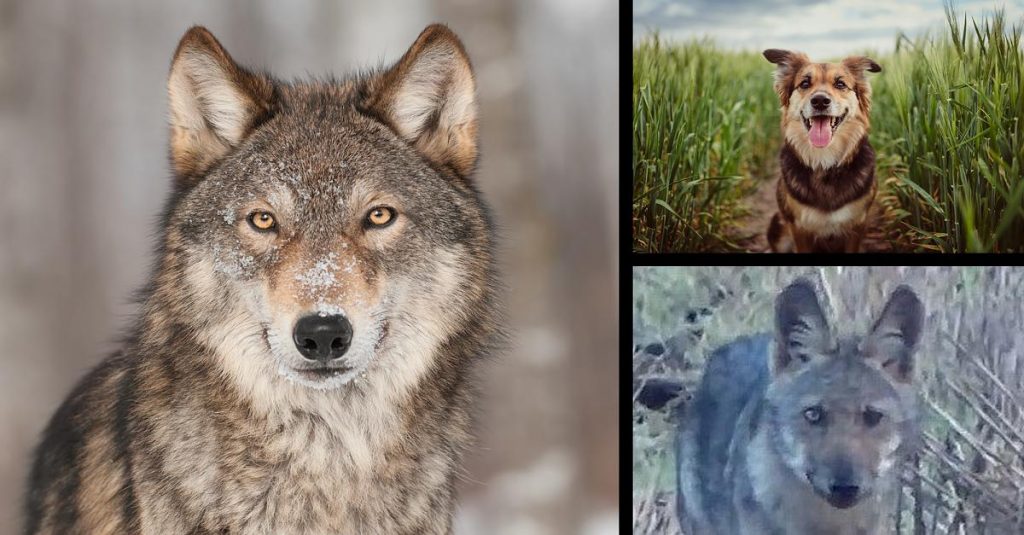 Weder Wolf noch Hund Großes Rätsel um HybridWölfe in Deutschland