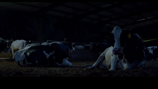 Así descansan las vacas con las que se elabora la Leche Pascual | Marcas