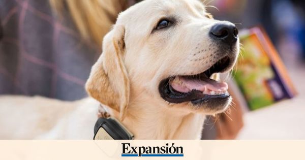 Una Ley para velar por el bienestar fsico y emocional de los animales