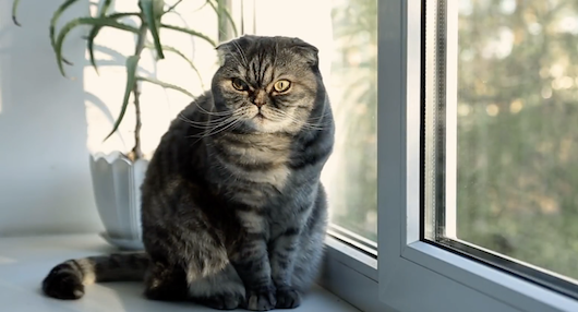 Trapa cambia mensaje navideño por denuncia medioambiental