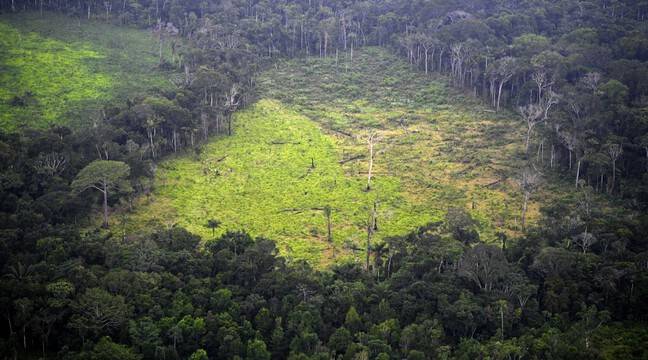 Un nouveau sommet sur les forêts… Mais pour quoi faire ?