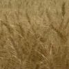 finora l'agricoltura ha subito oltre 1 miliardo di danni