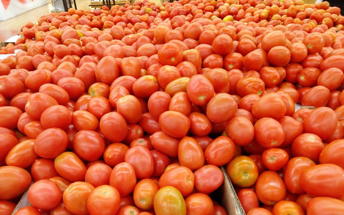 Exportaciones de jitomate a EU bajarán 50%