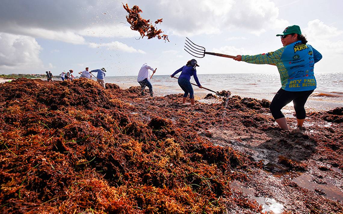 Sargazo en Caribe mexicano crece y pone en riesgo al turismo: Moody's