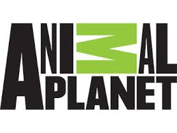 Animal Planet nowe logo i nowa oprawa Chermayeff & Geismar i Haviv