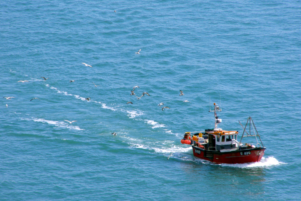 Pesca da sardinha reabre hoje após quase sete meses - ZAP
