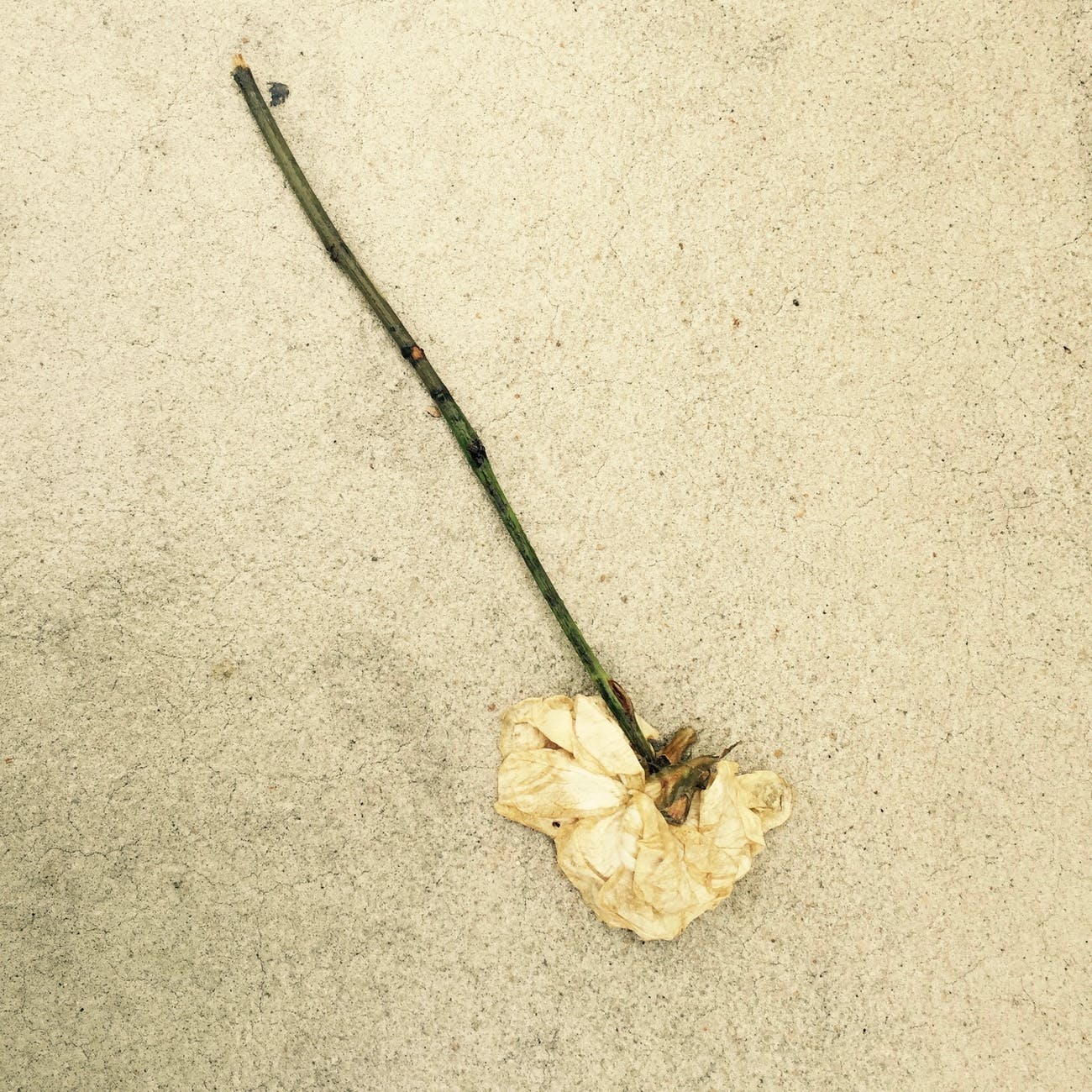 SEMrush закрыл сервис гостевого блогинга после того, как Google написал, что ссылки с гостевых постов нарушают правила поисковика