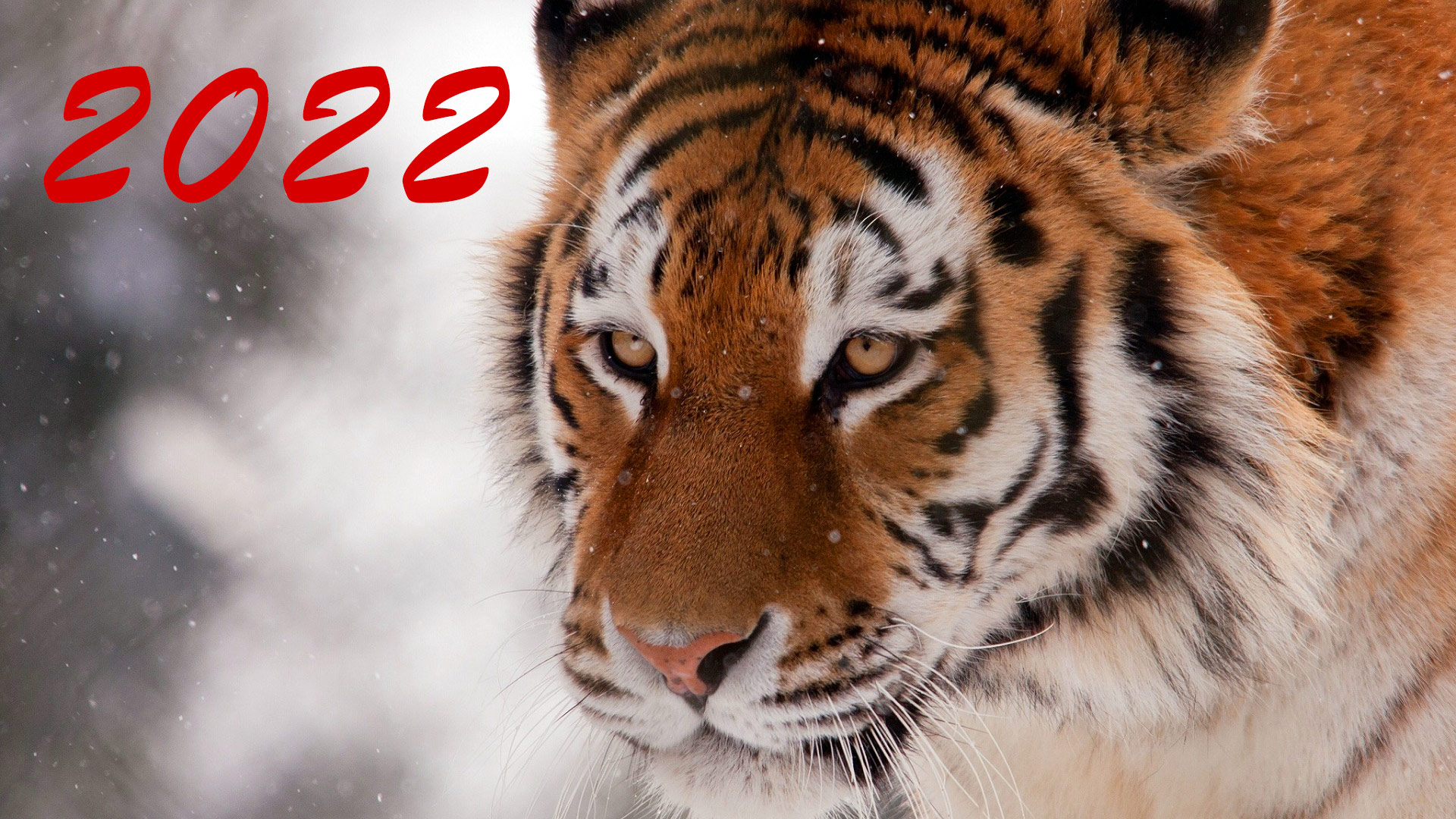 С Новым, 2022 годом!