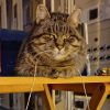 "Талисман и звезда соцсетей". В "Укрэнерго" показали кошку Азу, которая живет на полуразрушенной российскими оккупантами подстанции. Фото