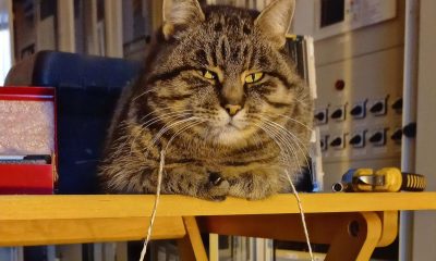"Талисман и звезда соцсетей". В "Укрэнерго" показали кошку Азу, которая живет на полуразрушенной российскими оккупантами подстанции. Фото