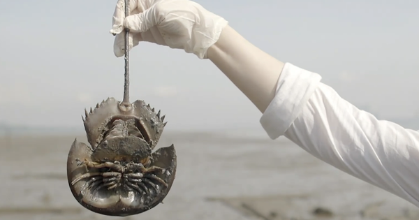 Gần 16.000 USD một lít máu và sự đe dọa tuyệt chủng của loài sinh vật 450 triệu năm tuổi