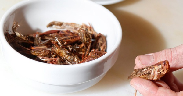 Ngành kinh doanh trị giá 8 tỷ USD từ... côn trùng!