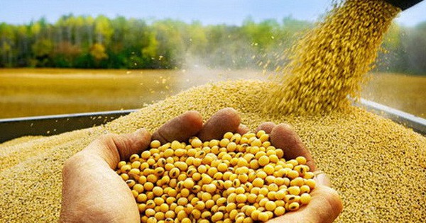 Ngành nông nghiệp Mỹ đau đầu với cơn ác mộng tồi tệ nhất 2 thập kỷ