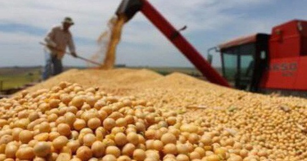 Đậu tương rớt giá, lão nông Mỹ tính không bỏ phiếu cho ông Trump
