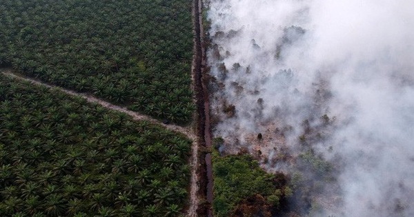 Cội nguồn của việc cháy rừng hàng loạt tại Indonesia, khiến toàn Đông Nam Á ngập chìm trong ô nhiễm không khí