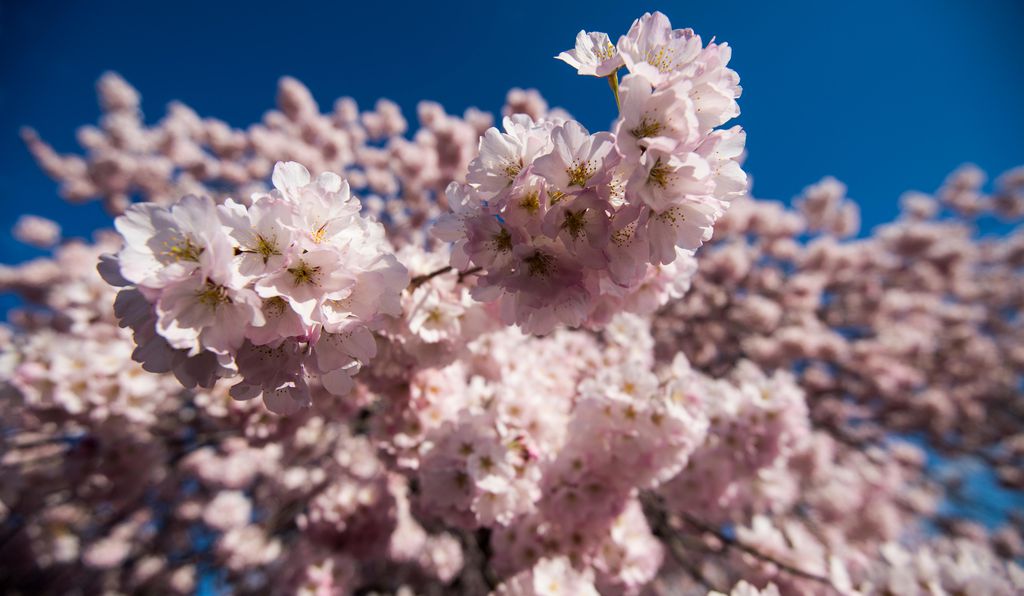 During peak bloom, roughly 70 percent of the cherry blossoms unfurl their petals.