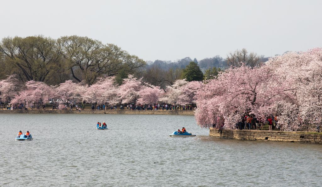 Paddleboats offer a view of the cherry blossoms from the water.