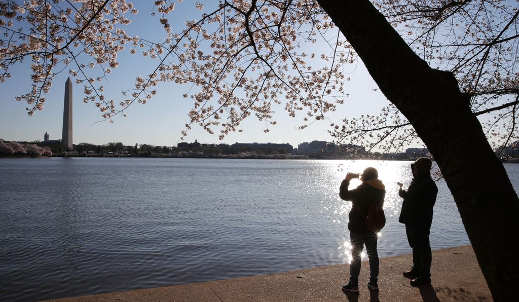 The National Park Service said this year's cherry blossoms reached peak bloom on April 1st.