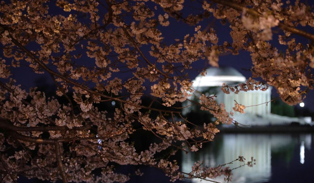 Thomas Jefferson Memorial and cherry blossoms by night