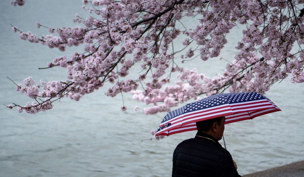 A man walks along the Tidal Basin path the day before this year