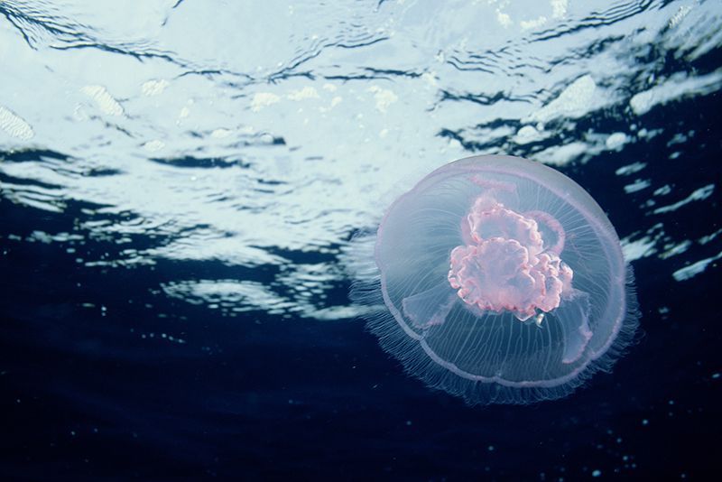 To Make Jellyfish More Appetizing, Add Light and Sound Effects to the Dining Experience | Innovation