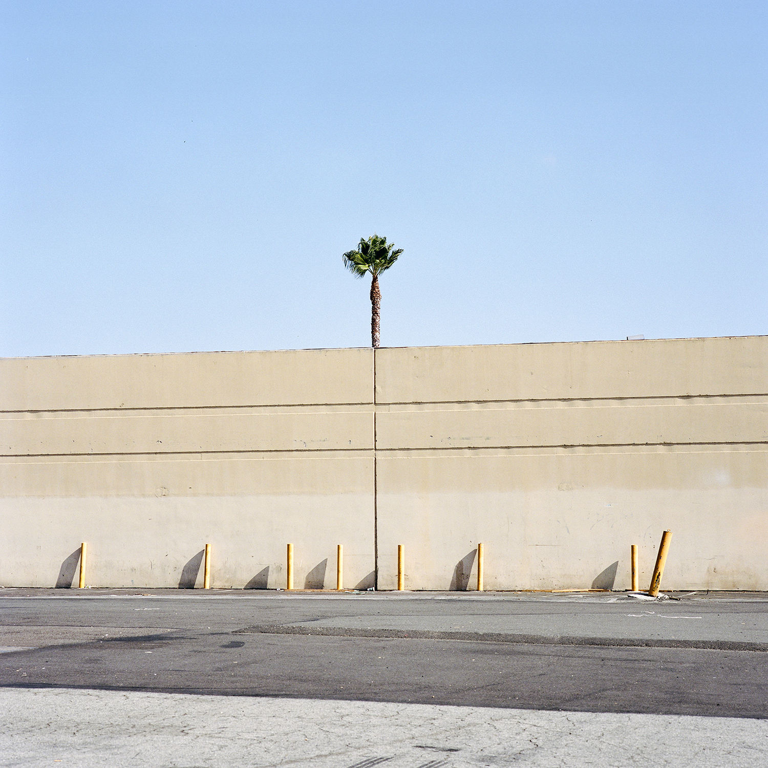 Unusual Trees and Topiaries Sprout Alongside Buildings in a Photo Series by Sinziana Velicescu