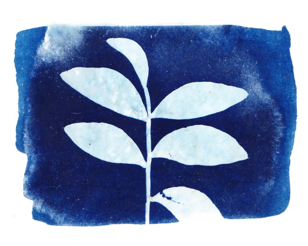 The Best Cyanotype Solutions for Unique Prints