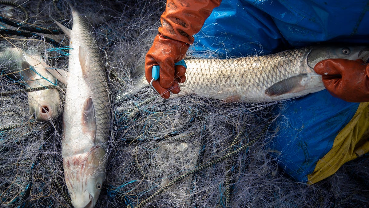 Invasive Asian carp is getting a new name and a public makeover to draw more eaters