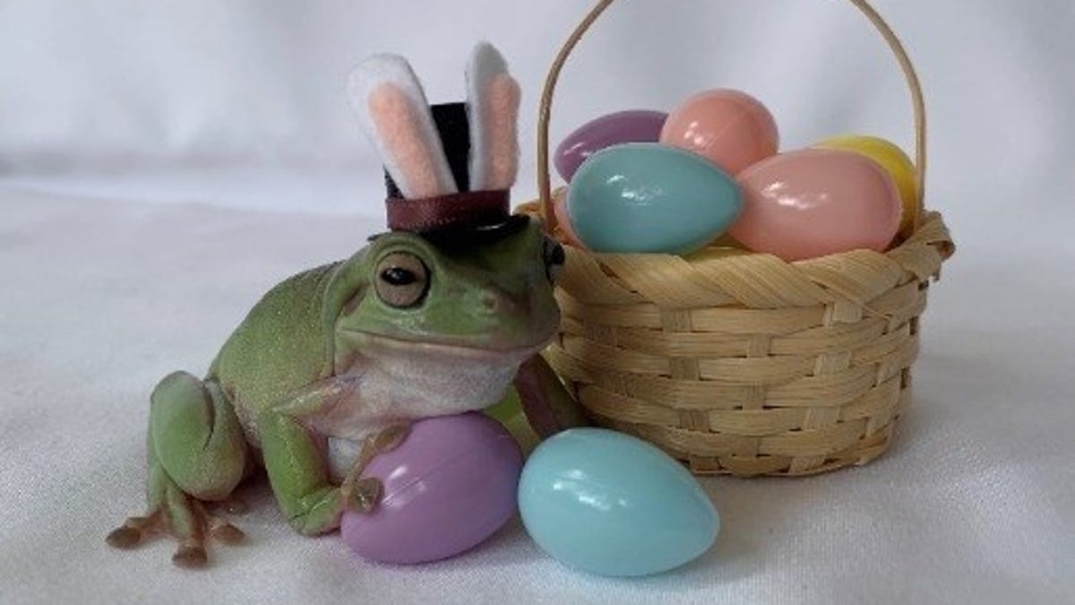 Americans voted for an Australian White's tree frog named Betty to be the 2021 Cadbury Bunny